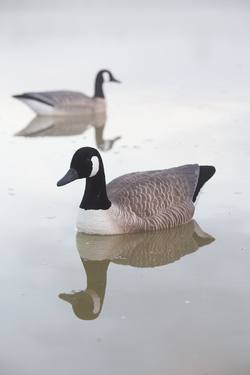 Buy Game On Canada Goose Floater Decoys with Flocked Head & Tail: 4-Pack in NZ New Zealand.