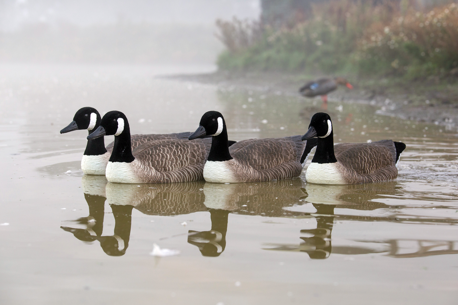 Canada goose vs 9mm hot sale