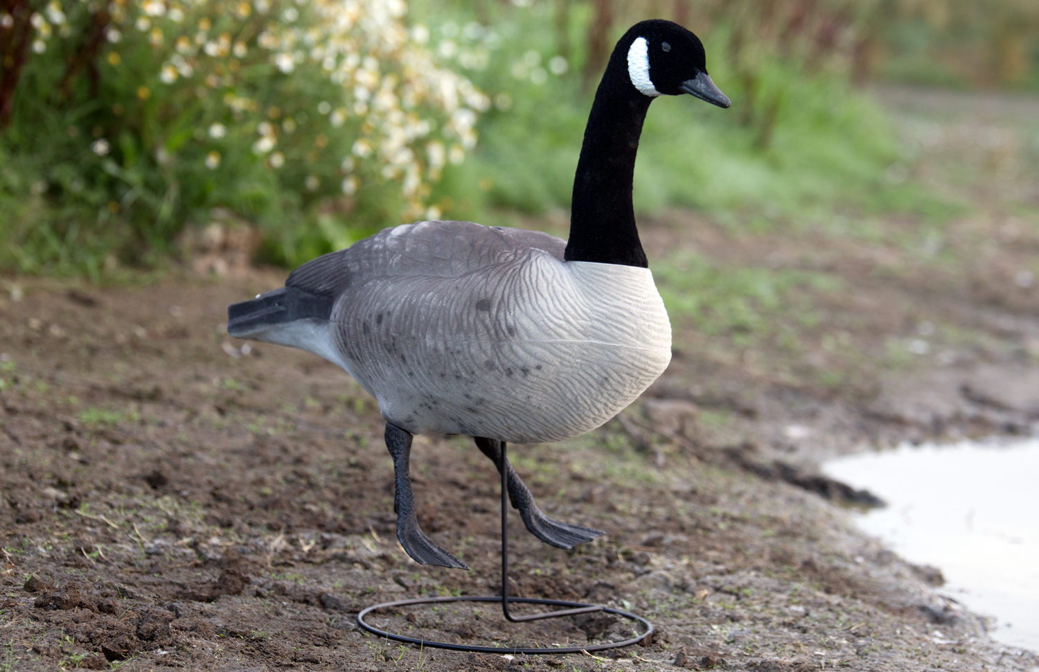 Game On Canada Goose Full Body Flocked 6 Pack NZ Decoys by Gun City
