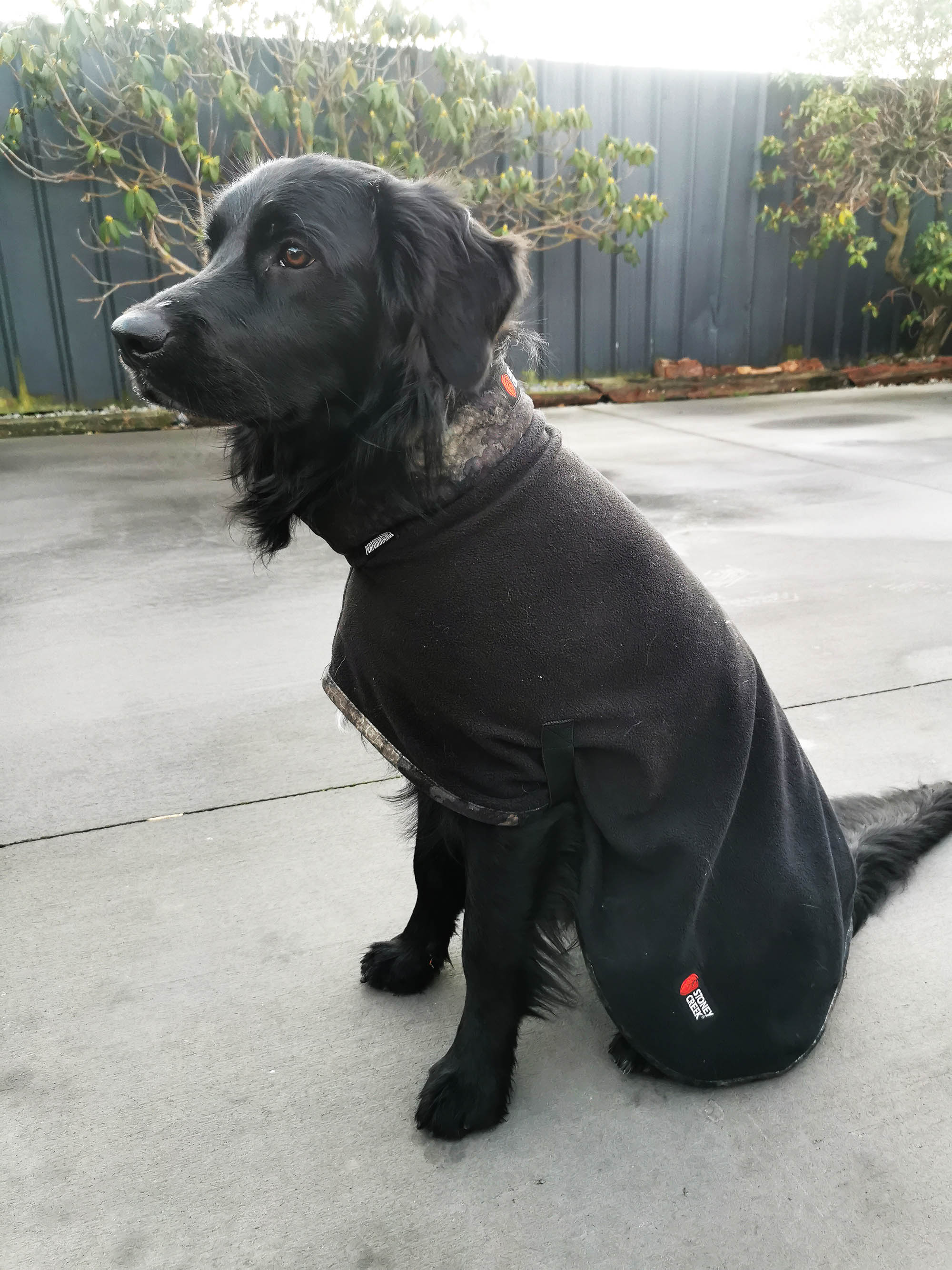 Stoney creek dog jacket on sale