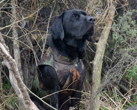 Neoprene Dog Vest with Handle Camo *Choose Size* NZ Dog