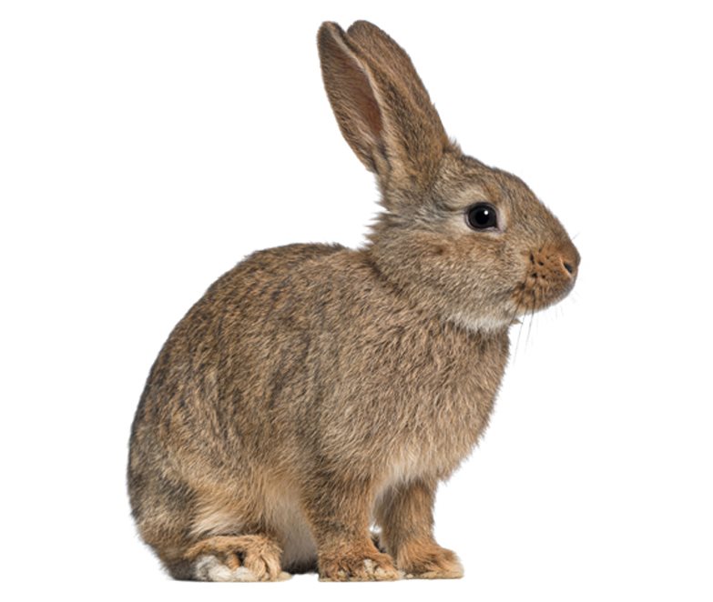 Rabbits are common pests in New Zealand