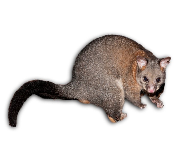 Possums are common pests in New Zealand