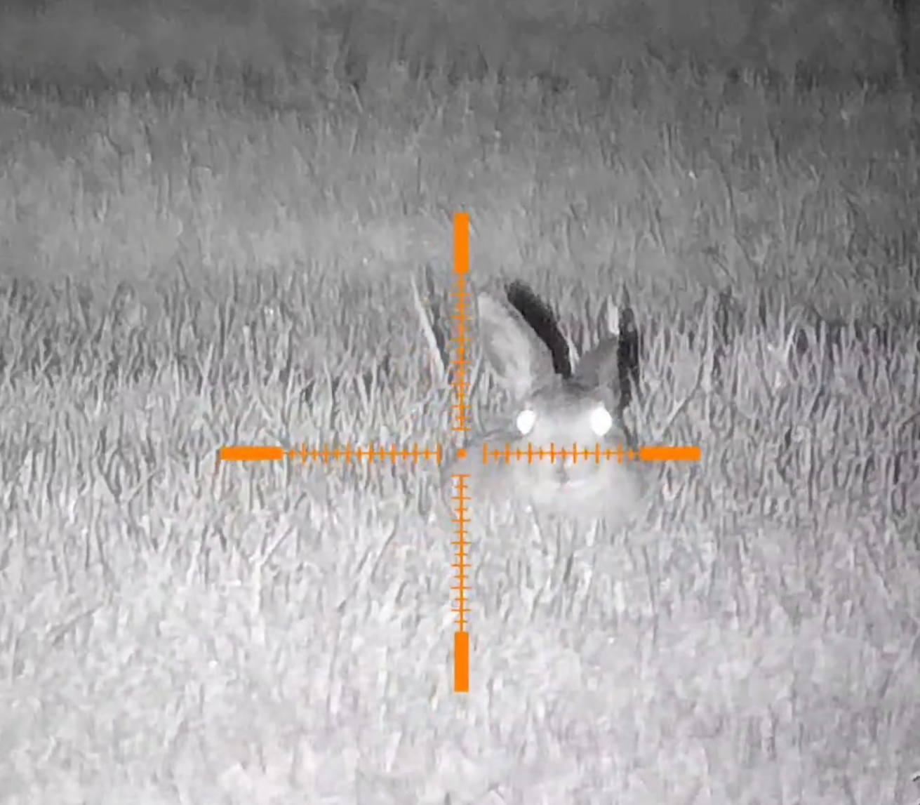Night vision scope view showing rabbits and possums in darkness with green tint