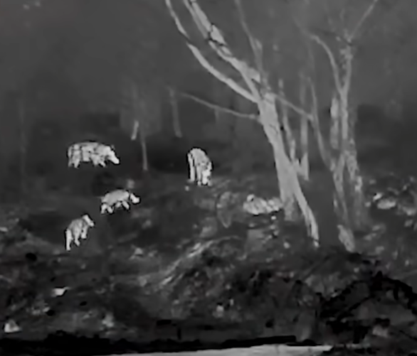 Thermal scope view showing rabbit and possum heat signatures in complete darkness