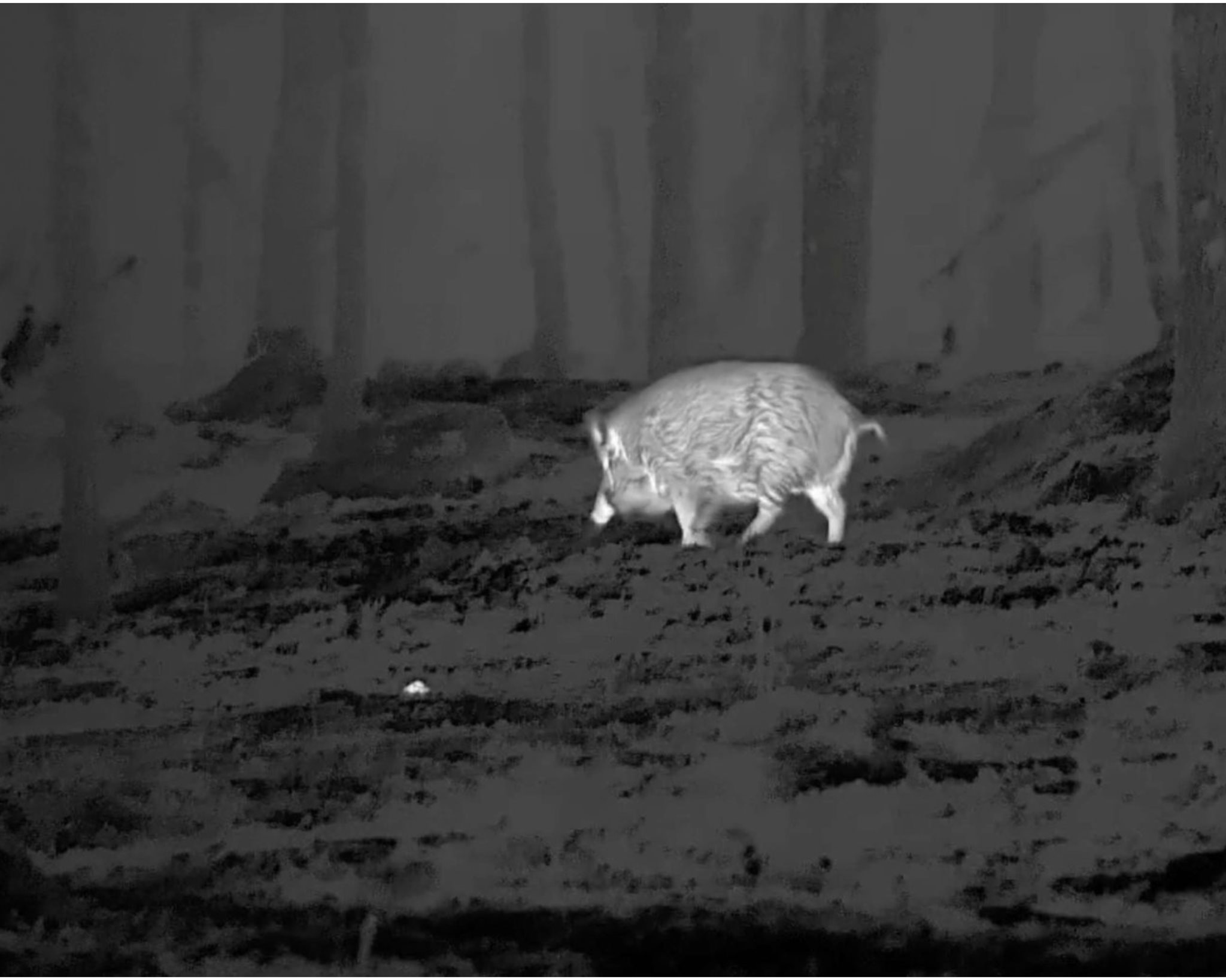 Thermal view showing warm animal against cool background