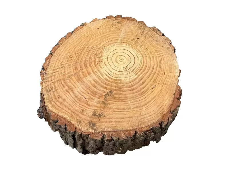 Buy Wood Target Round Log in NZ New Zealand.