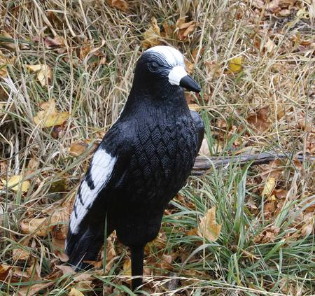 Buy Outdoor Outfitters 17" Magpie Full Body Decoy in NZ. 