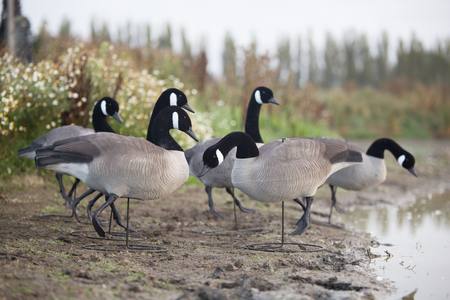 Buy Game On Canada Goose Full Body Flocked: 6-Pack in NZ. 