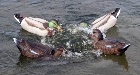 Buy Game On Feeding Frenzy Motion Decoy System in NZ. 