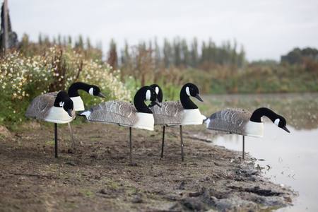 Buy Game On Canadian Geese Free Standing Decoy Shells with Flocked Head: 12-Pack in NZ. 