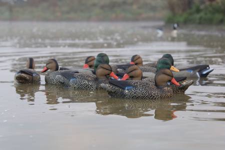 Buy Game On Mallard Decoy Family Pack: 8 Hens, 4 Drakes in NZ. 