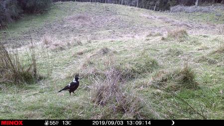 Buy zoomimg online in New Zealand.