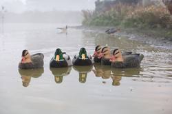 Buy Game On Magnum Flocked 20" Mallard Decoy Family: 6-Pack in NZ New Zealand.