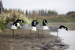Buy Game On Canadian Geese Free Standing Decoy Shells with Flocked Head: 12-Pack in NZ New Zealand.