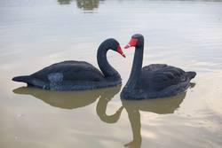 Buy Game On 34" Black Swan Decoys: 2-Pack in NZ New Zealand.