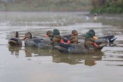 Buy Game On Mallard Decoy Family Pack: 8 Hens, 4 Drakes in NZ New Zealand.