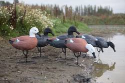 Buy Game On Full Body Paradise Field Decoy Family: 6-Pack in NZ New Zealand.