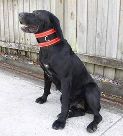 Manitoba Pig Dog Hunting Lightweight Rip Collar - Heavy-Duty Protection